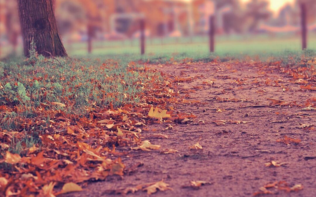 Networking: Claves para una Red Robusta